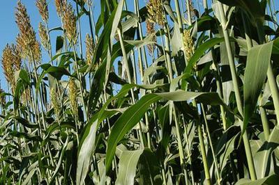 甜高粱种植技术介绍 高产牧草替代青贮玉米的农业实践