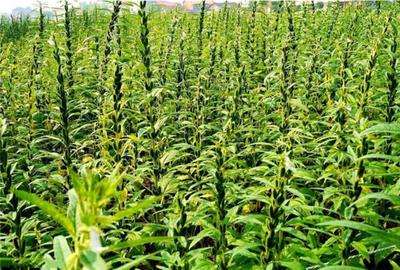 芝麻播种事项与抗旱播种技术