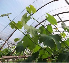 果树夏季修剪关键 桃树栽培中八项核心技术解析