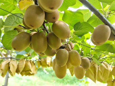 科技创新引领农业新篇 猕猴桃种植技术开发与应用