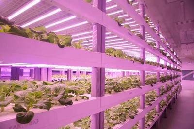 从太空餐桌到田间地头 LED植物照明如何点亮现代农业新未来