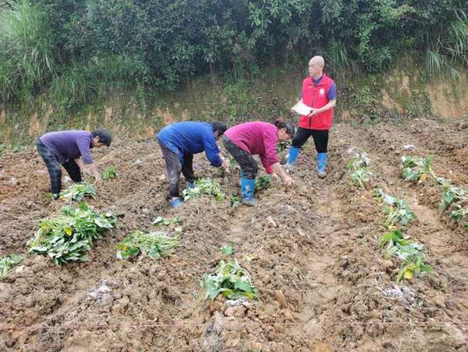 线上开网课线下送技术 巴南科技特派员双线并进，赋能农业生产促农增收