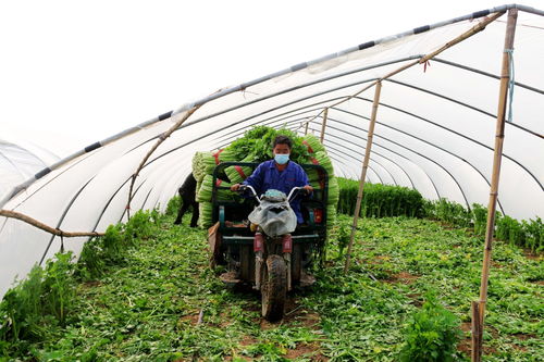 河北永清 科技赋能蔬菜种植，产业升级助农增收