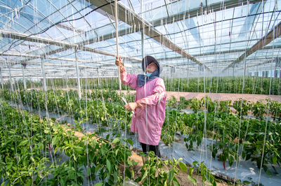 金溪农旅融合 技术赋能绘就乡村增收新图景