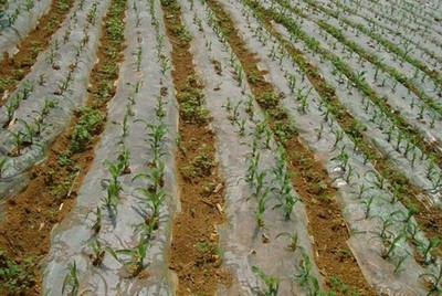 玉米种植技术 现代农业种植技术的开发与应用