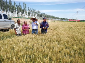 科技特派员张毅 以技术为犁，深耕沃土，谱写粮食种植节本增效新篇章