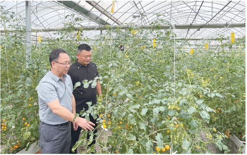 技术培训进大棚 蔬菜基地变课堂