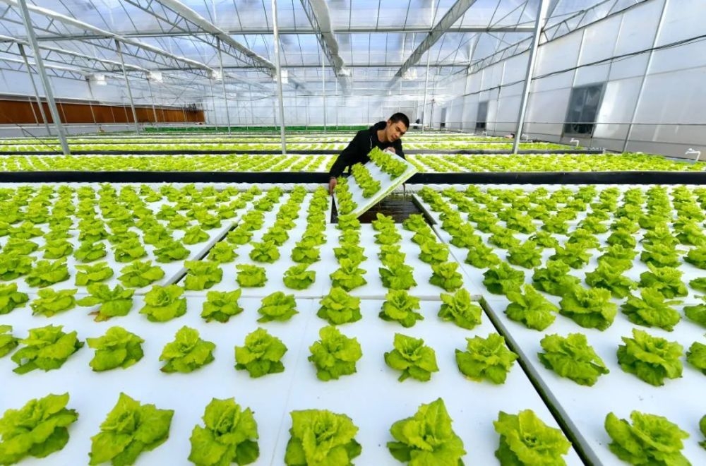 中国农业种植技术的创新与发展 现状、挑战与未来趋势