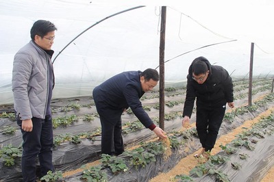 县农业局成立专项工作专班 积极应对雨雪冰冻低温灾害 全力保障农业种植技术开发