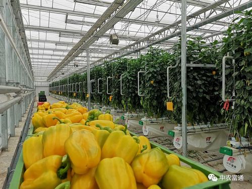 2020年第25周中农富通要闻 聚焦农业种植技术开发，引领智慧农业新篇章