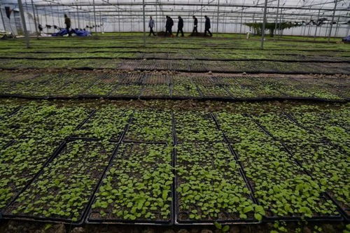 凯里秋冬种产业蓬勃发展，科技创新赋能农业种植技术开发