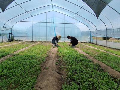 庆城县引种食叶草 农业新探索与种植技术开发的示范篇章