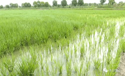 虾稻共生 农技人员田间推广立体种养新模式