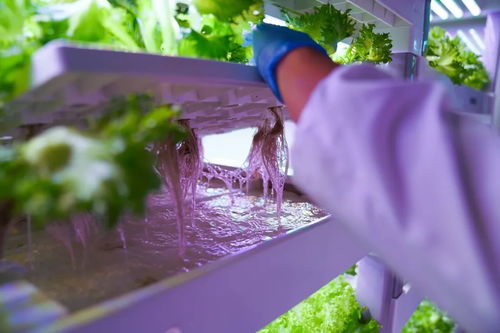 拼多多助力顶尖农人 以技术破局，不靠天也能种好菜