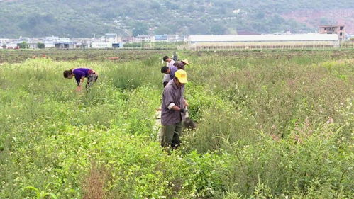 新型农机开启石屏农业种植新篇章 技术革新驱动产业腾飞