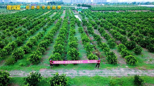 揭秘柑润堂 参股种植梅江庄园与自建工厂背后的战略布局与技术深耕