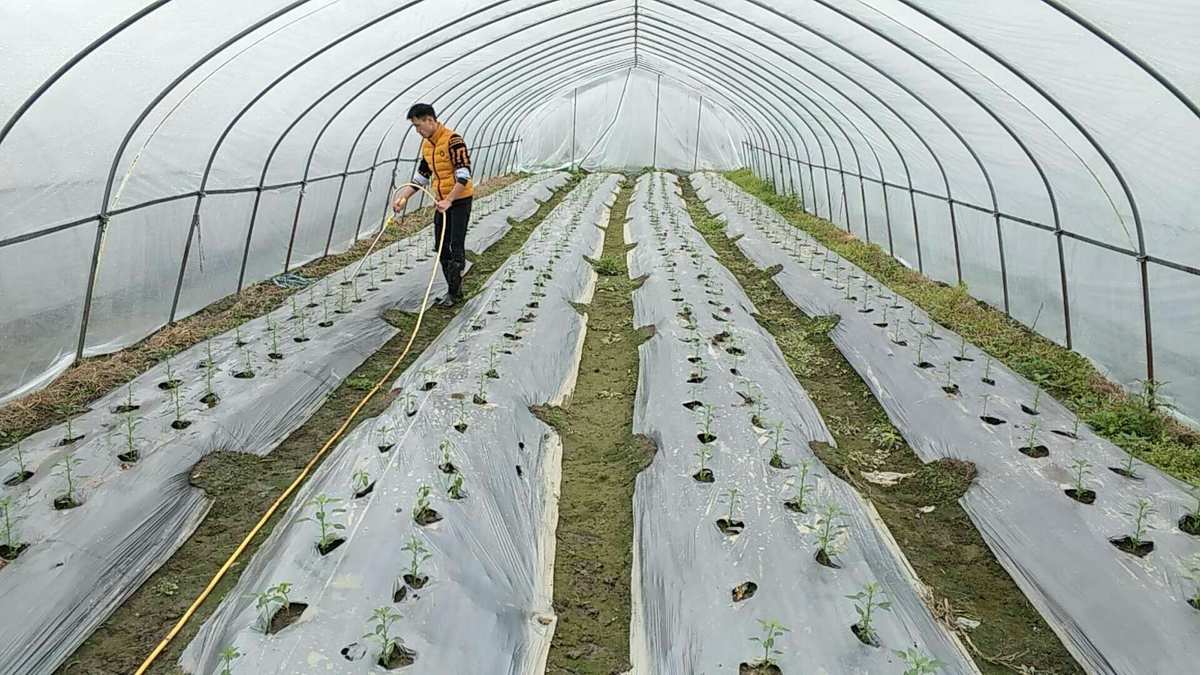 海金刚碳能肥助力农业新篇章 浏阳市春友农业科技成功合作推动种植技术升级