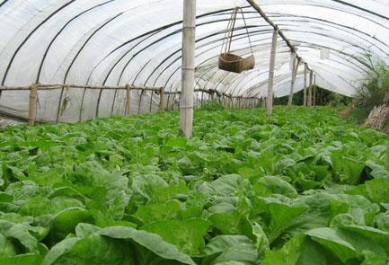 现代蔬菜种植技术开发与创新实践