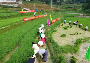 党建引领 发展产业促脱贫 农业种植技术开发的路径与实践