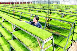 发展农业现代化 破译中国种田密码，推动农业种植技术开发